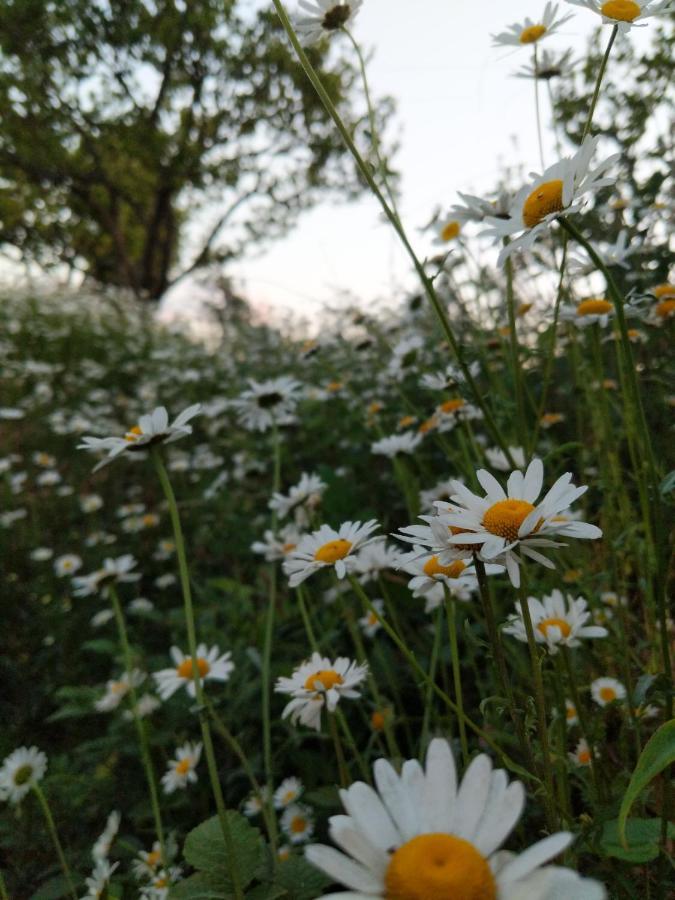 Namastay Himalayas, קנאטל מראה חיצוני תמונה